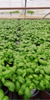 Basilikum, Basil, Ocimum basilicum