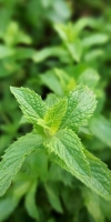 Minzen pflanze, mint plant, mentha