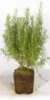 Rosmarinpflanze, Rosmarinus officinalis