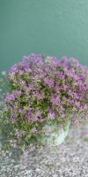 Thymianpflanze, thymus, thyme